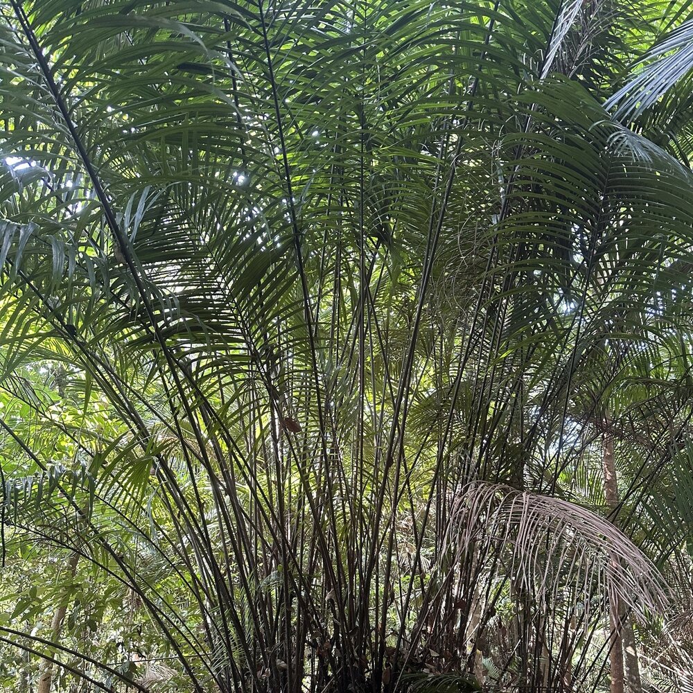Bertam-palm (Eugeissona tristis)