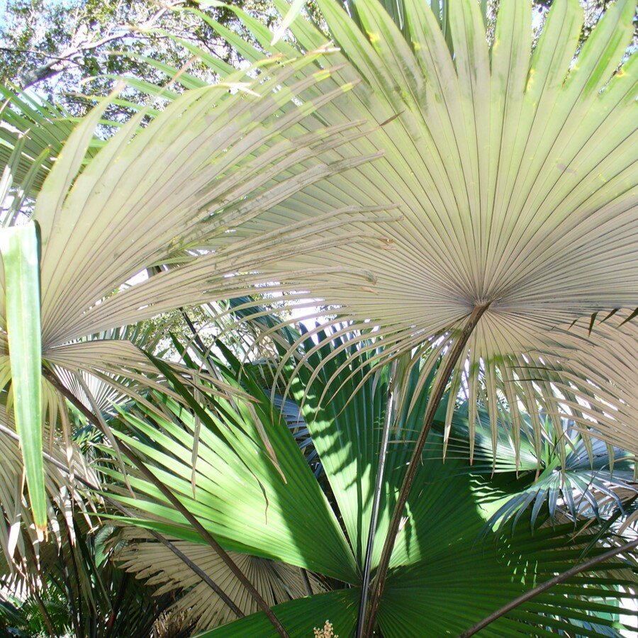 Witte olifantspalm (Kerriodoxa elegans)