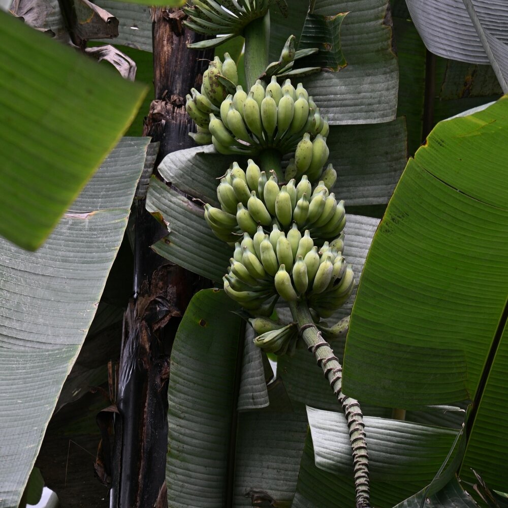 Cheesman banaan (Musa cheesmanii)