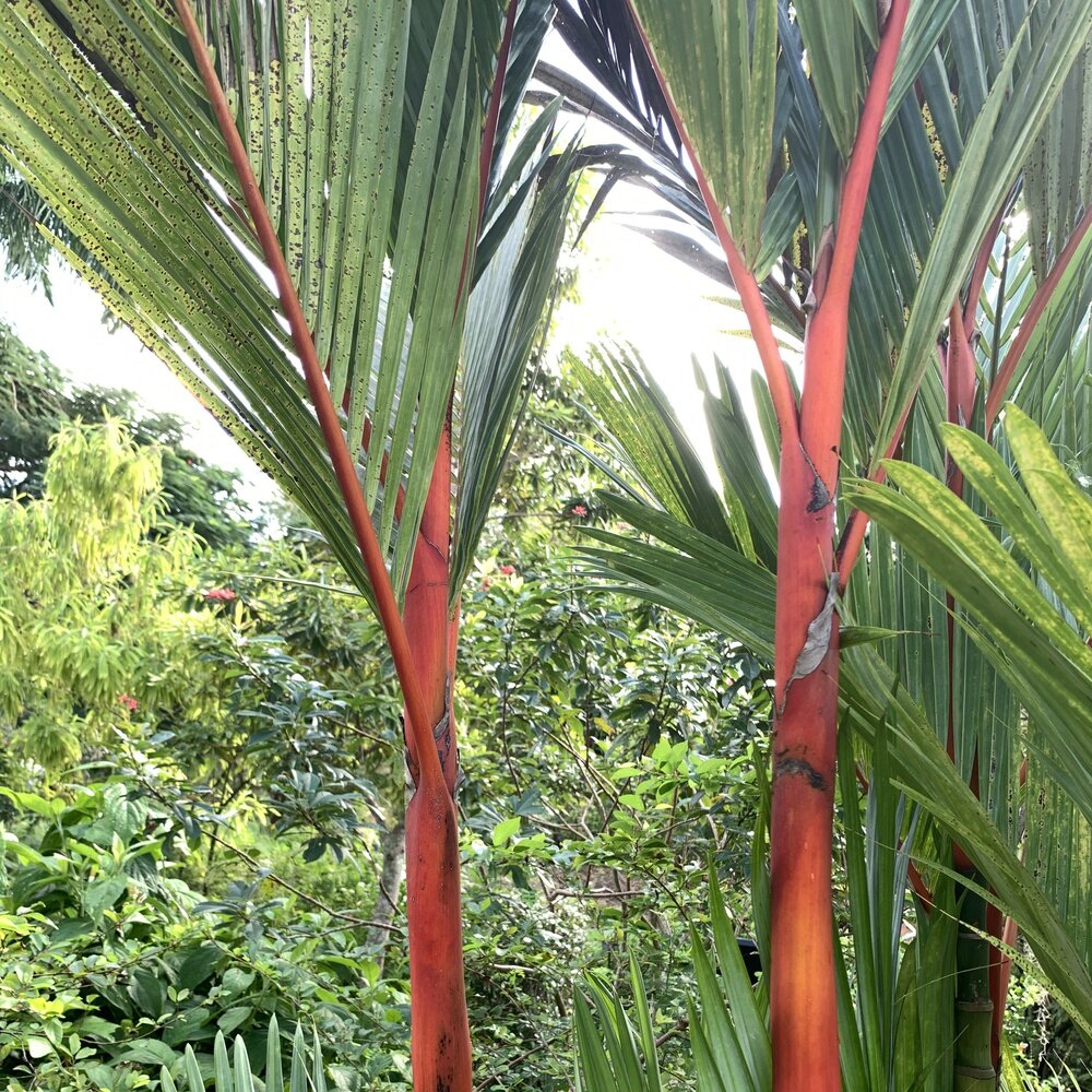 Lippenstiftpalm (Cyrtostachys renda)