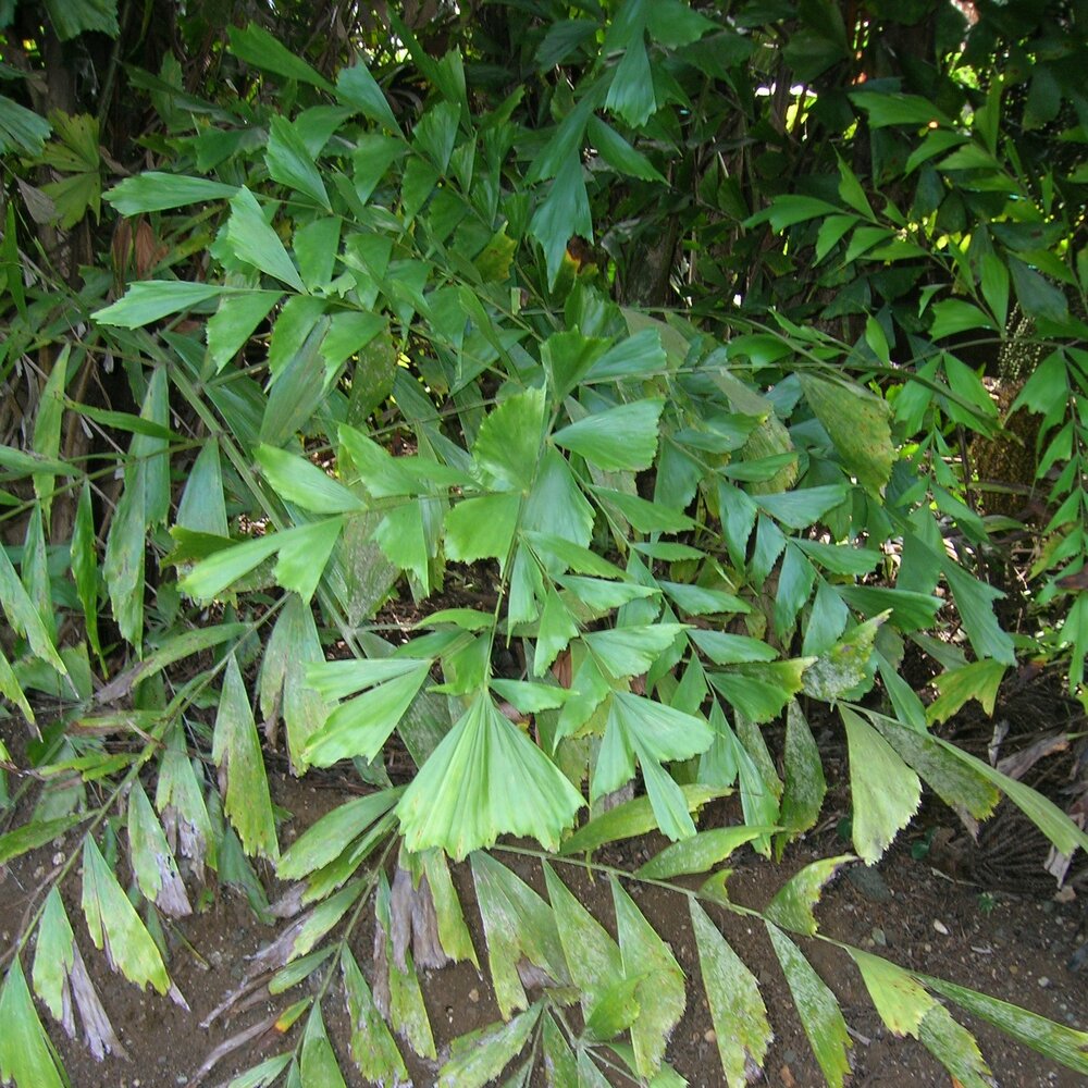 Vissenstaartpalm (Caryota mitis)