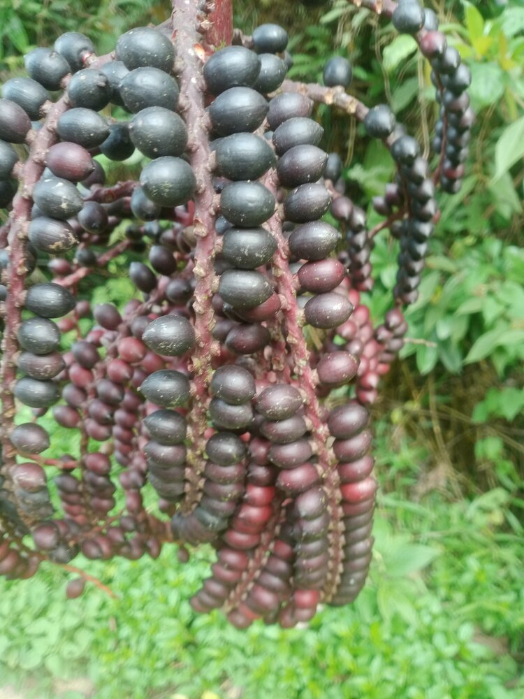 Celebespalm (Pinanga celebica)