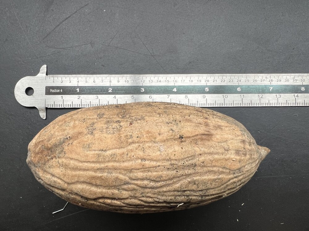 Borneaans ijzerhout (Eusideroxylon zwageri)