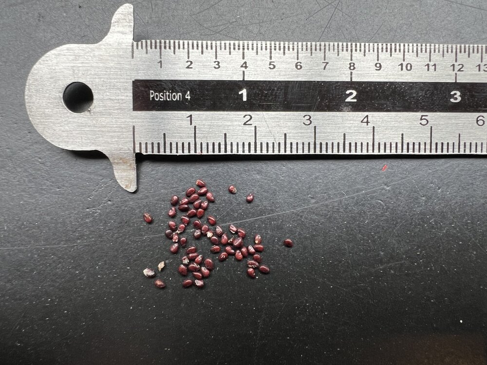 Schoonmoedersstoel (Echinocactus grusonii)