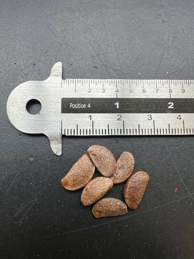 Amerikaanse persimoen (Diospyros virginiana)