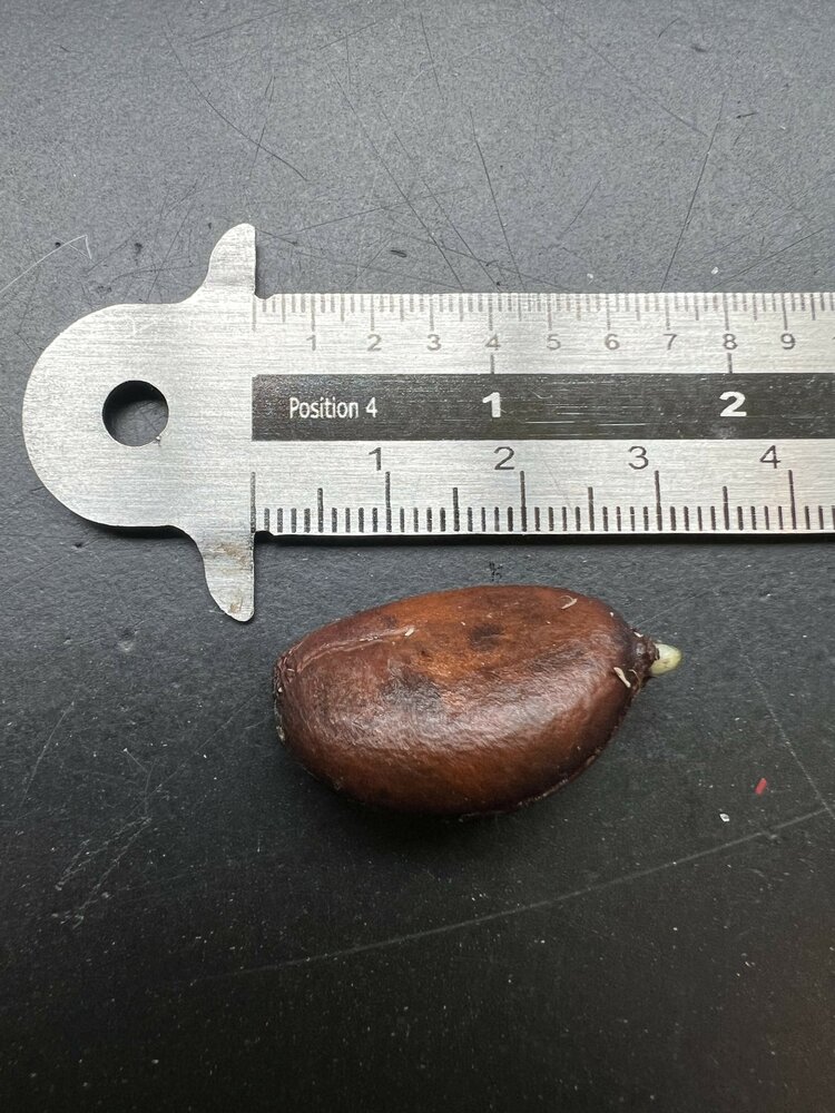 Zwarte zapote (Diospyros digyna)