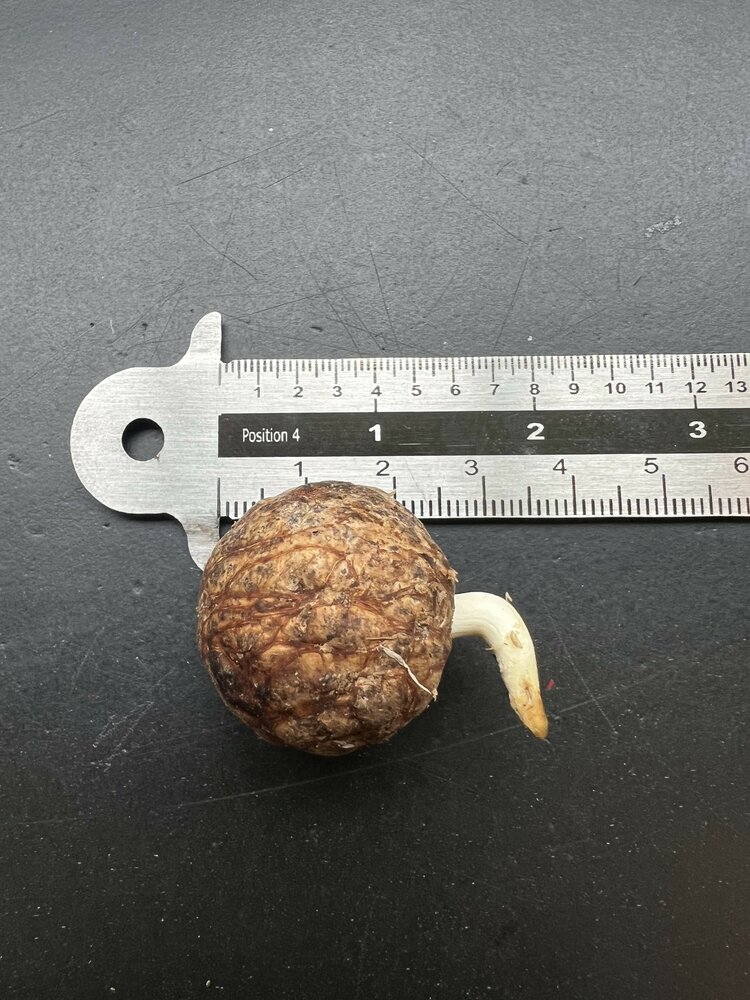 Witte olifantspalm (Kerriodoxa elegans)