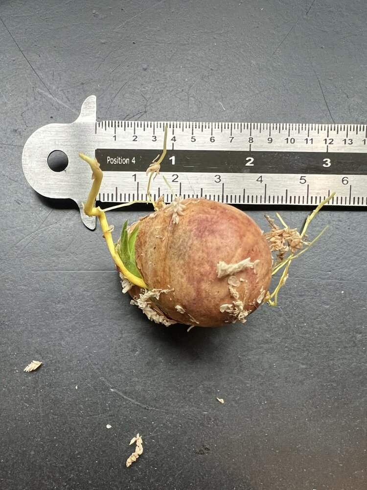 Tjampedak (Artocarpus integer)