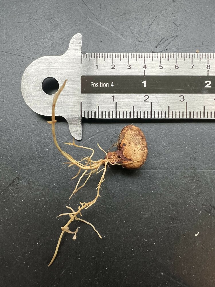 Pedalai (Artocarpus sericicarpus)