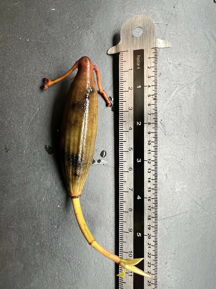 Oranje riviermangrove (Bruguiera sexangula)