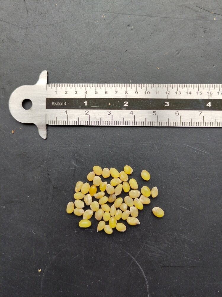 Chileense trompetbloem (Lapageria rosea)