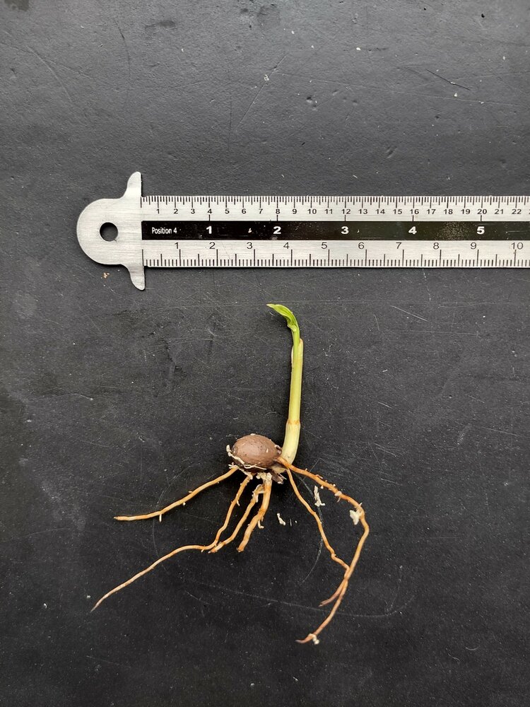 Celebespalm (Pinanga celebica)