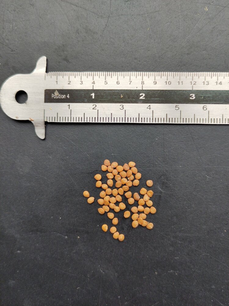 Wilde aubergine (Solanum melongena ssp. cumingii)