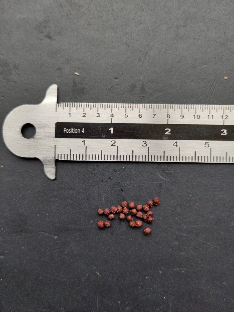 Groene freesia (Freesia viridis ssp. viridis)