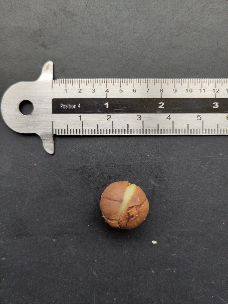 Benzo&euml;boom (Styrax benzoin)