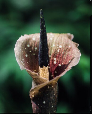 Kyushu aronskelk (Amorphophallus kiusianus)