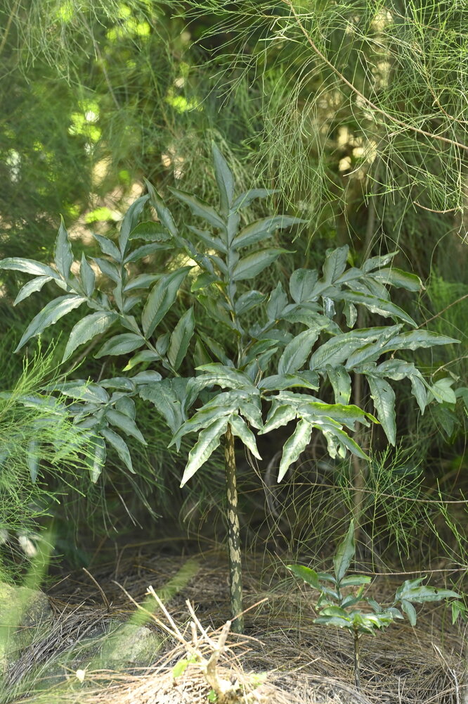 Kyushu aronskelk (Amorphophallus kiusianus)