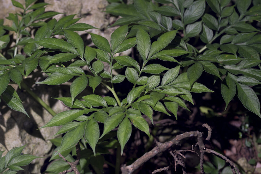 Henry's aronskelk (Amorphophallus henryi)