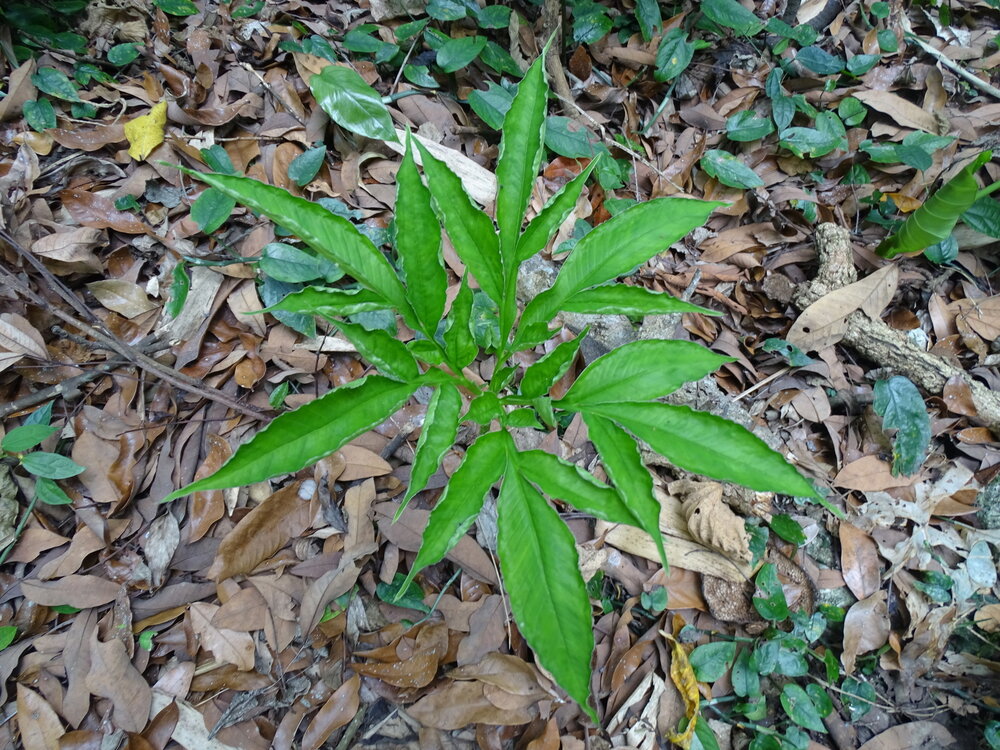 Henry's aronskelk (Amorphophallus henryi)