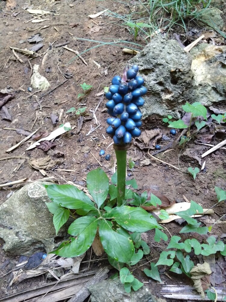 Henry's aronskelk (Amorphophallus henryi)