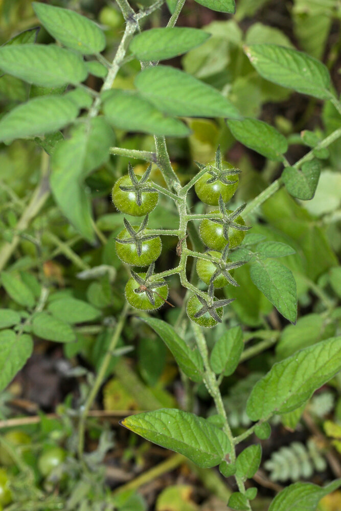 Gal&aacute;pagos-tomaat (Solanum cheesmaniae)