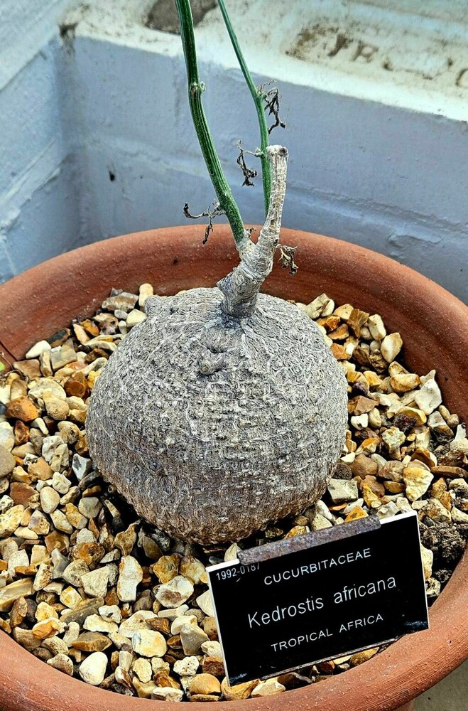 Baviaankomkommer (Kedrostis africana)