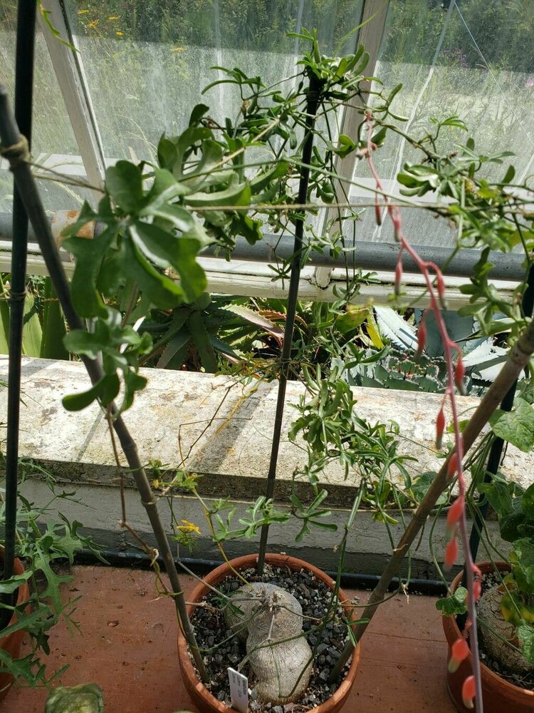 Baviaankomkommer (Kedrostis africana)