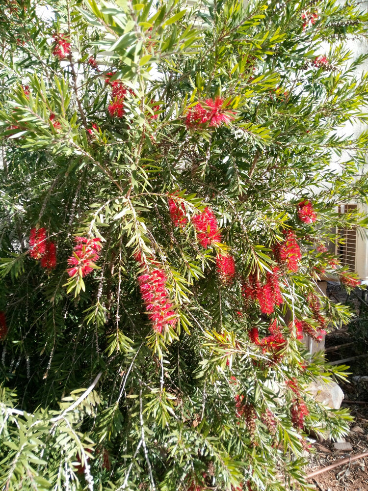 Rode lampenpoetser (Callistemon phoeniceus)