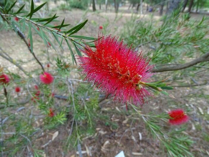 Rode lampenpoetser (Callistemon phoeniceus)