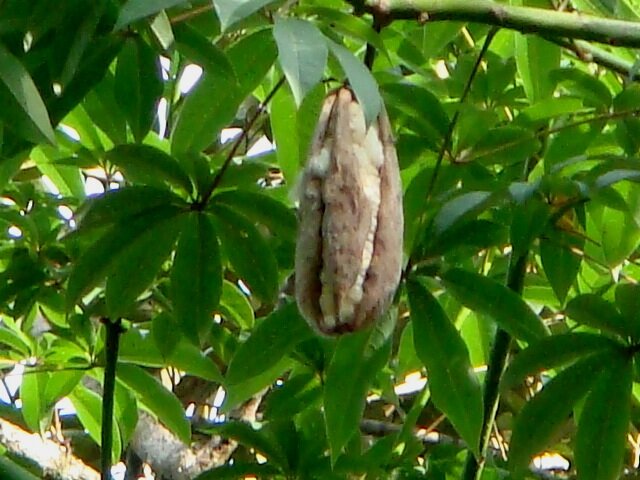 Kapokboom (Ceiba pentandra)