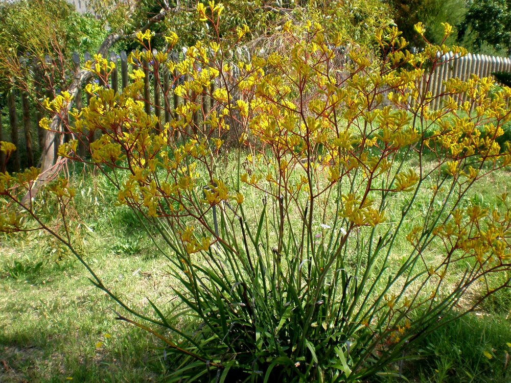 Gele kangoeroepoot (Anigozanthos flavidus 'Yellow')