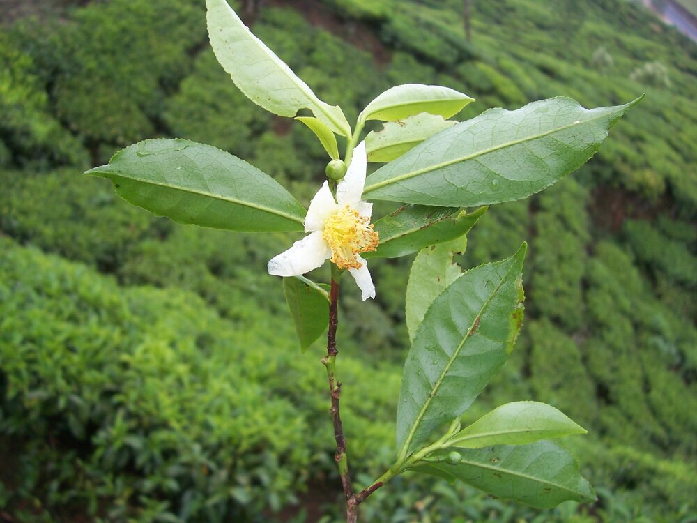 Theeplant (Camellia sinensis)