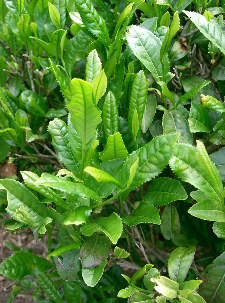 Theeplant (Camellia sinensis)