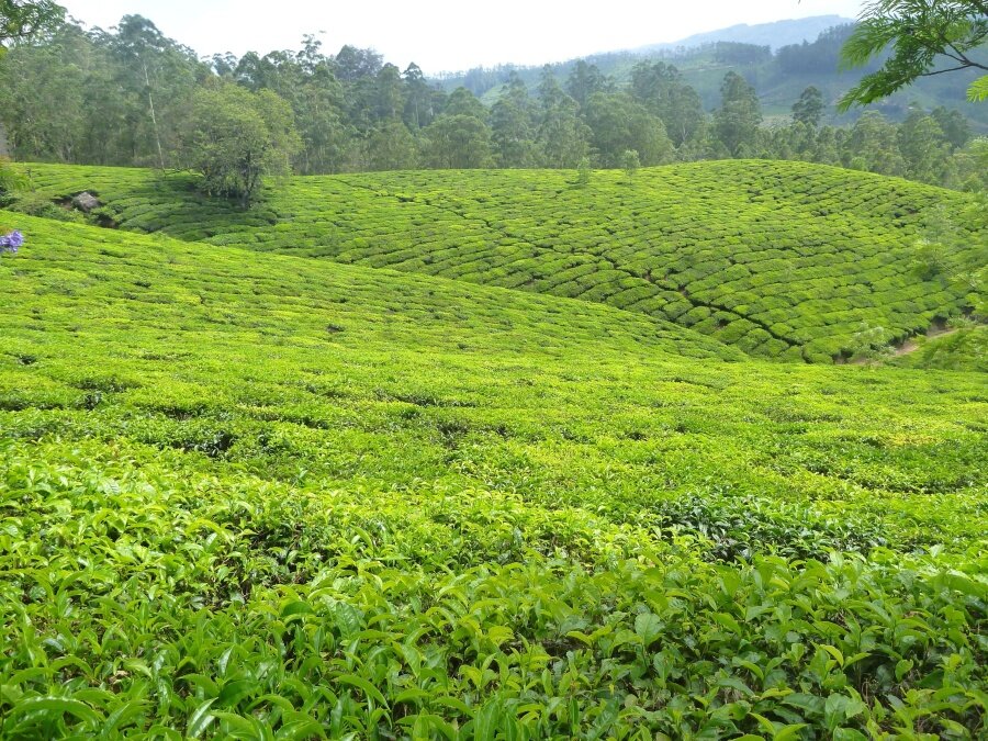 Theeplant (Camellia sinensis)