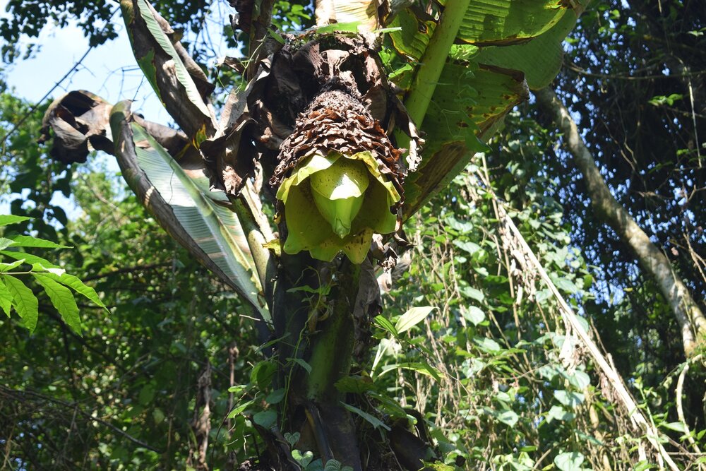 Sneeuwbanaan (Ensete glaucum)