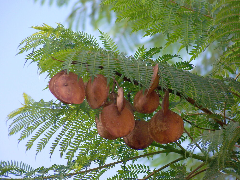 Blauwe jacaranda (Jacaranda mimosifolia)