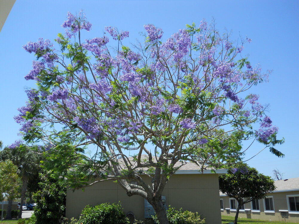 Blauwe jacaranda (Jacaranda mimosifolia)