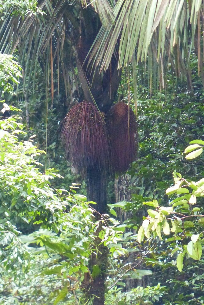 Patawa (Oenocarpus bataua)