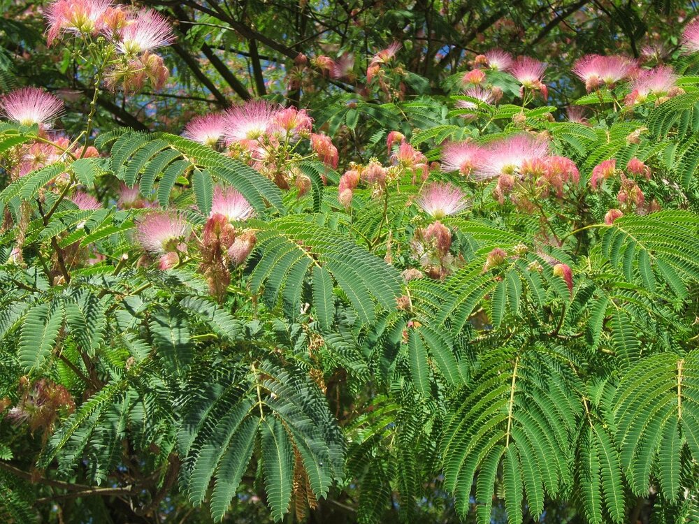 Perzische slaapboom (Albizia julibrissin 'E.H. Wilson')
