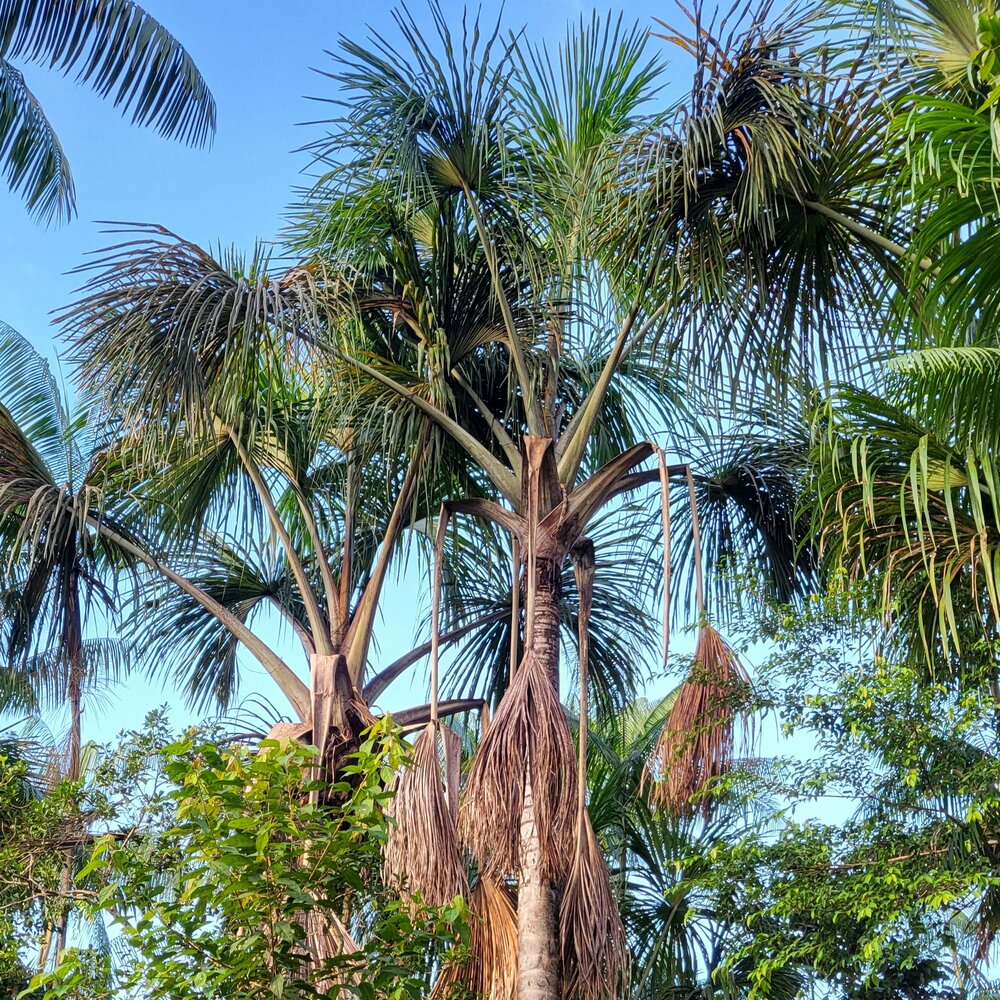 Morichepalm (Mauritia flexuosa)