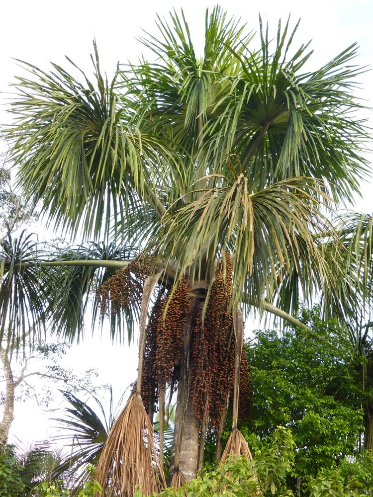 Morichepalm (Mauritia flexuosa)