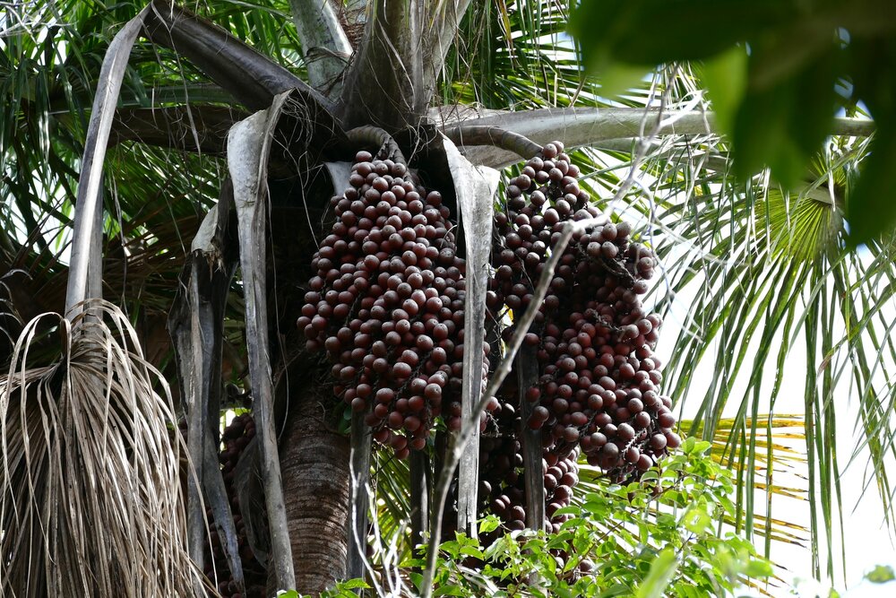 Morichepalm (Mauritia flexuosa)