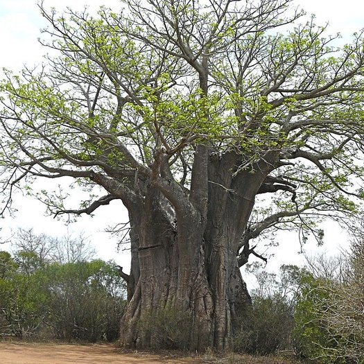 Doornen personeel Interpersoonlijk Adansonia digitata - Afrikaanse baobab - 5 zaden - Onszaden