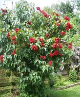 Orleaanboom (Bixa orellana)