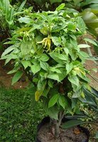 Ylang-ylang (Cananga odorata)