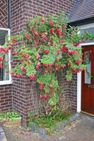 Papegaaiensnavel (Clianthus puniceus)