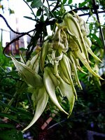 Witte papegaaiensnavel (Clianthus puniceus 'alba')