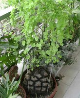 Schildpaddenschildplant (Dioscorea elephantipes)