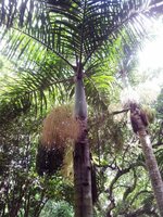 Spindelpalm (Hyophorbe verschaffeltii)