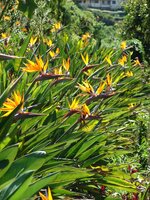 Paradijsvogelbloem (Strelitzia reginae)